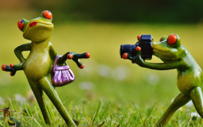 Frog figures making photos