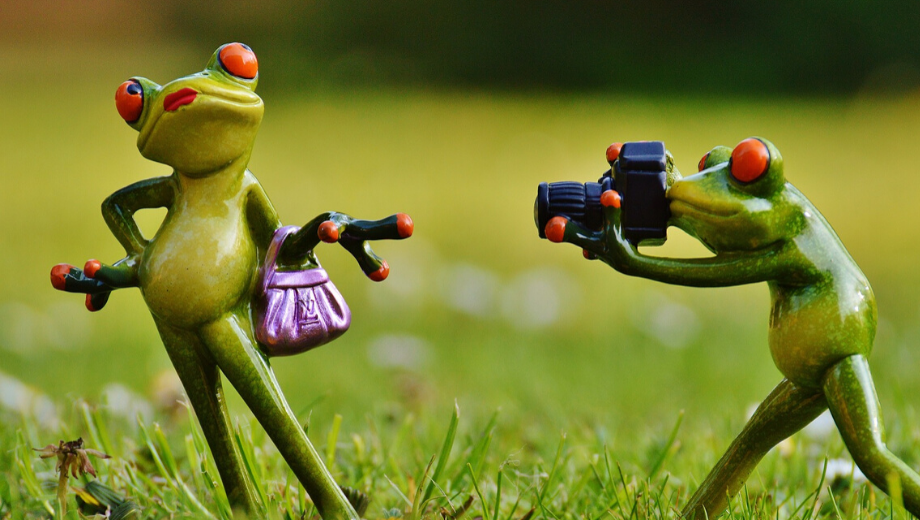 Frog figures making photos